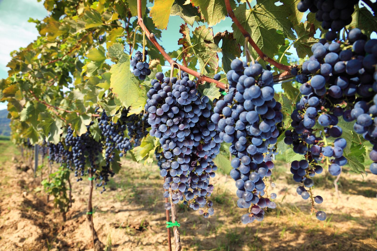 tuscany wine grapes